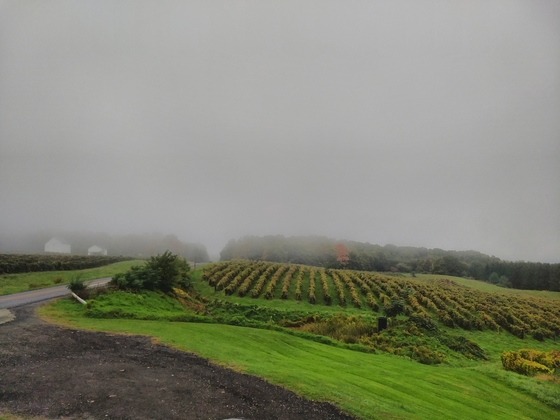 More misty vineyards