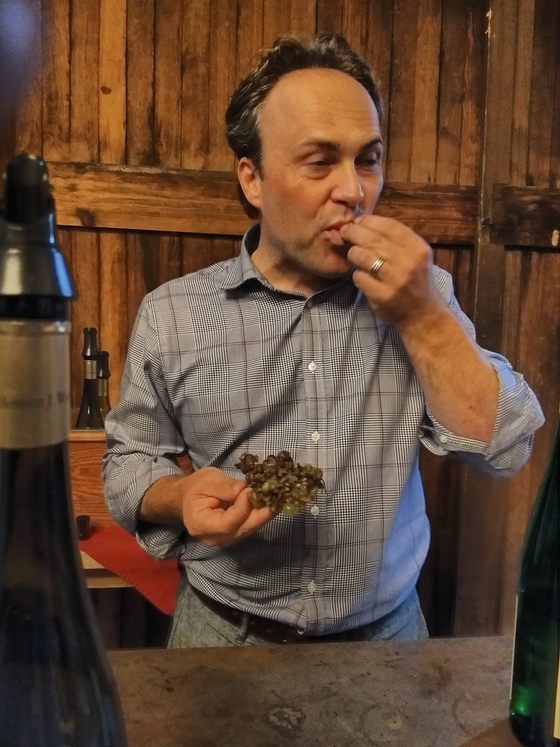 The estate manager of Wiemer eating a botrytized grape